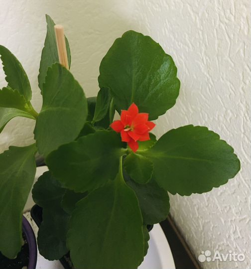 Каланхоэ цветущий