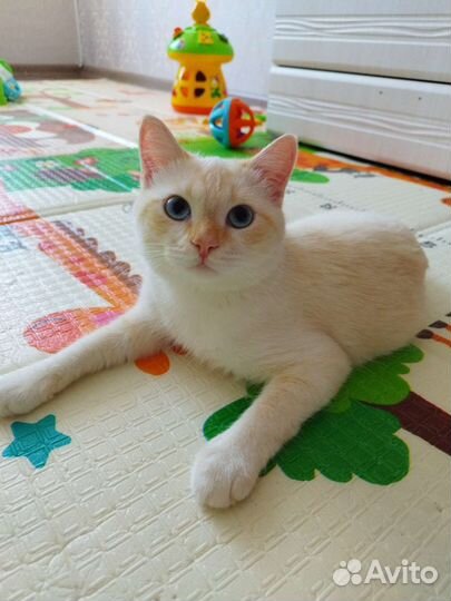 Котенок в добрые руки