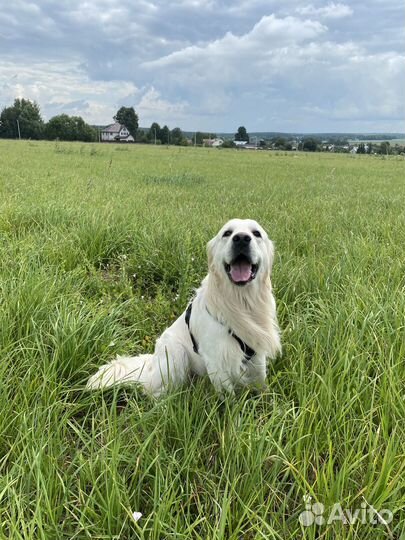 Золотистый ретривер кобель для вязки