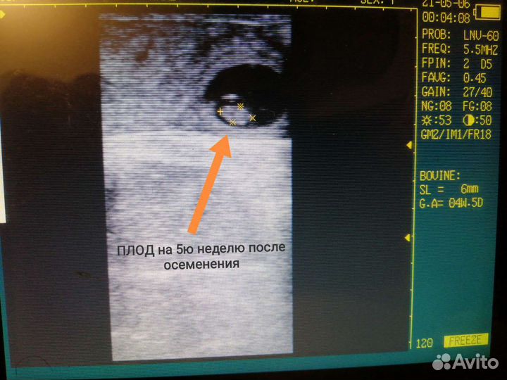 Узи и осеменение коров. Проверка на стельность