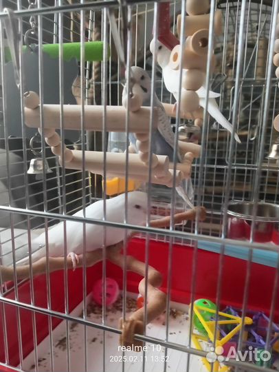 Выставочный попугай Чех