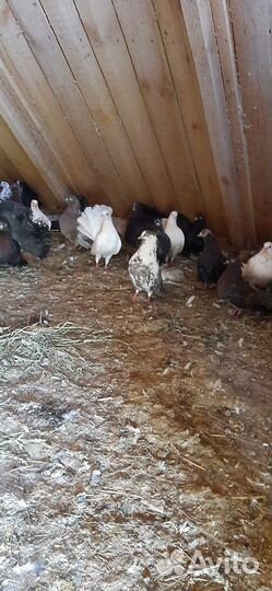 Голуби(павлины)