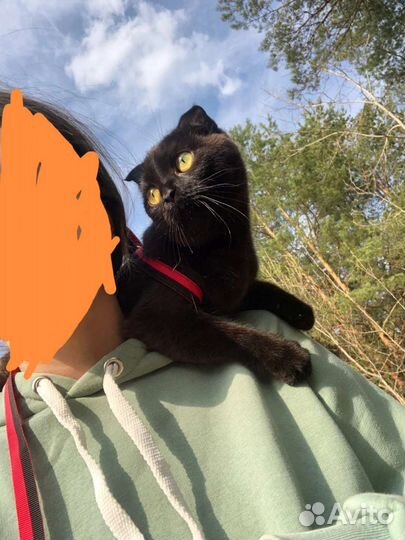 Коты в дар