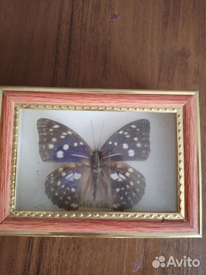 Сувенир бабочка. Размер 13на 10