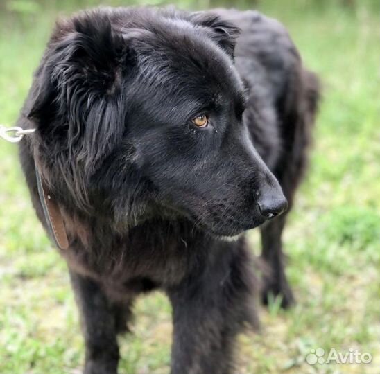 Собака компаньон в добрые руки