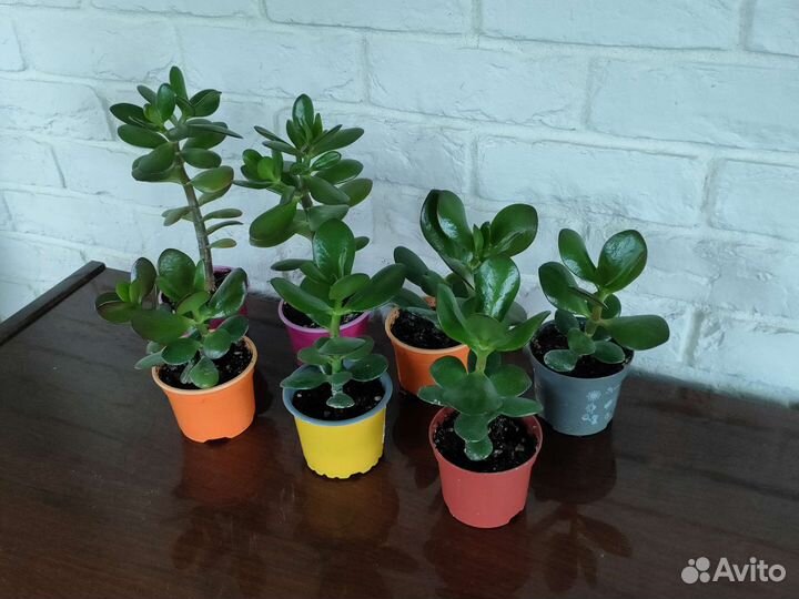 Денежное дерево толстянка