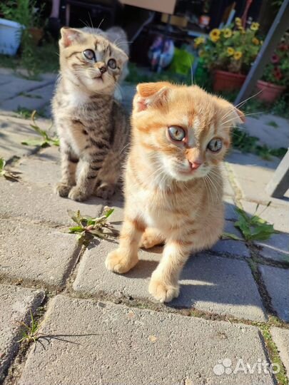 Котенок вислоухий