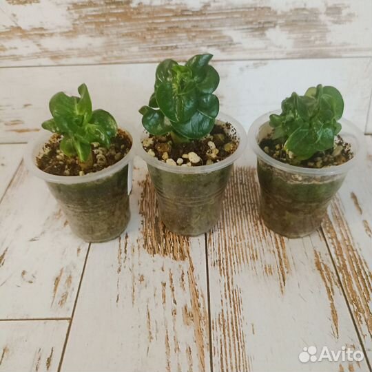 Адениумы dha и арабикумы (сеянцы)