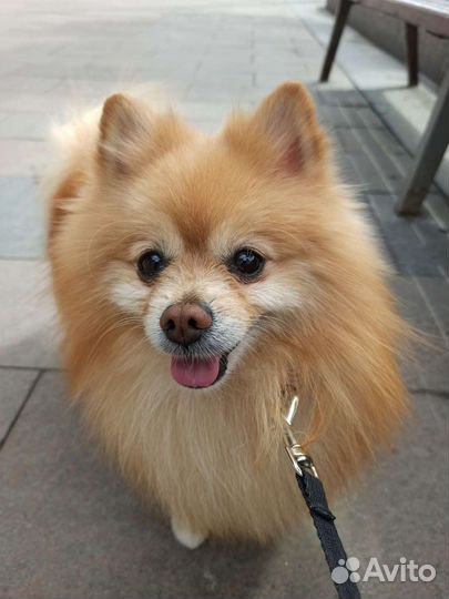 Шпиц для вязки