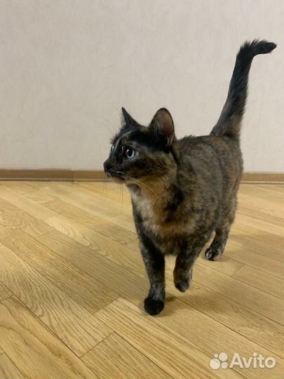 Девочка Маруся ищет дом