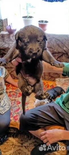 Щенок в добрые руки бесплатно