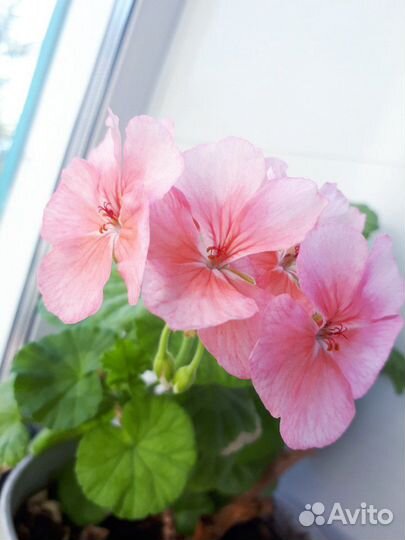 Пеларгония