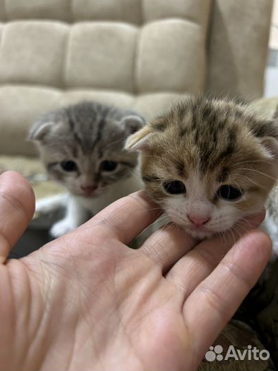 Вислоухие котята бесплатно