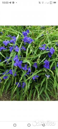 Саженцы многолетних цветов