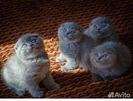 Шотландские котята