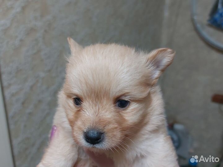 Собака немецкий шпиц