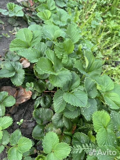 Саженцы клубники черный принц