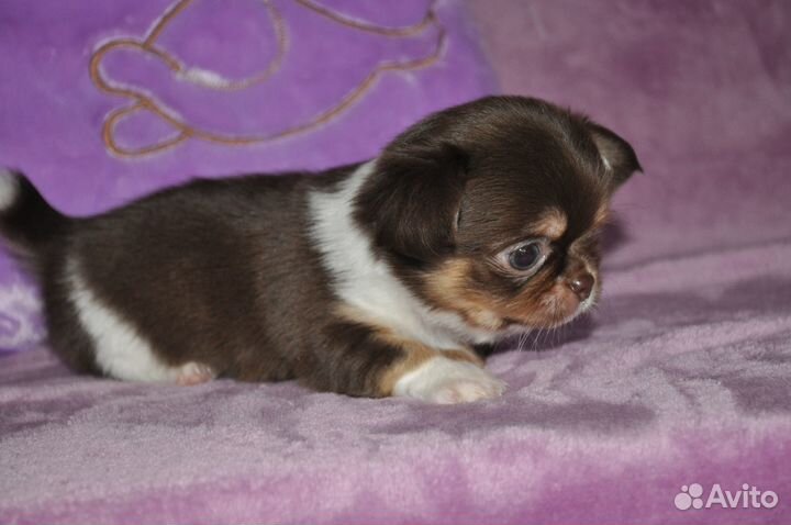 Мальчик редкой красоты