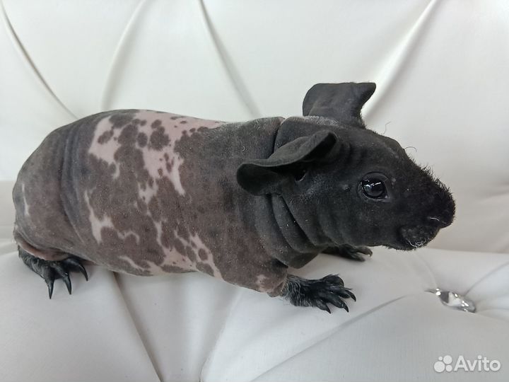 Бронь Морская свинка самка скинни доставка