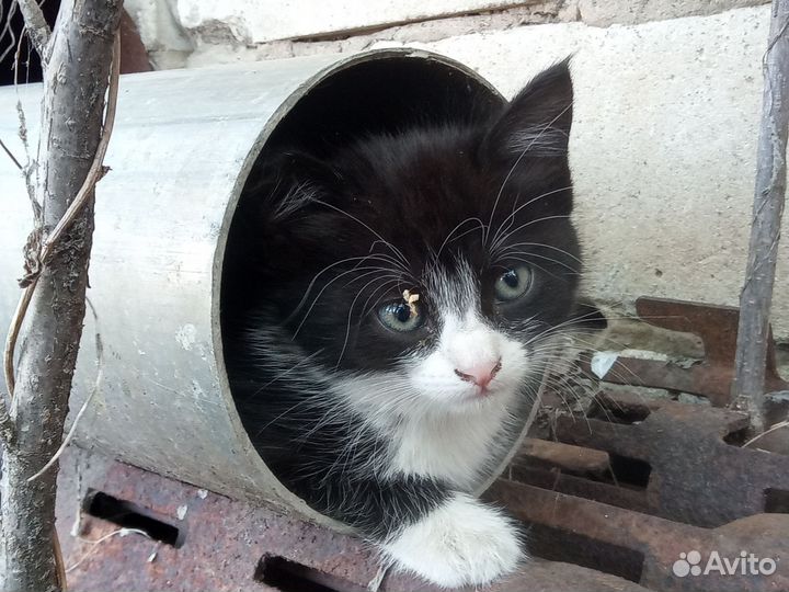 Котенок в добрые руки бесплатно