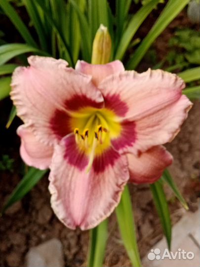 Лилейник 150р,ирисы100,колокольчик100бадан 80