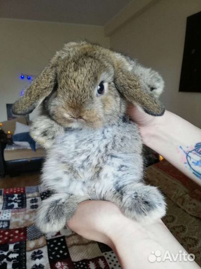 Кролик