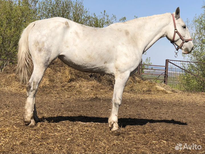 Продажа лошадей.жеребцов кобыл жеребят