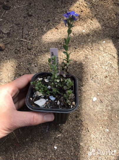 Многолетние садовые растения. Вероники