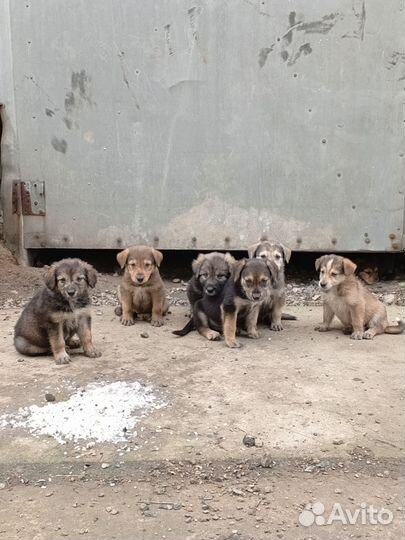 Щенки