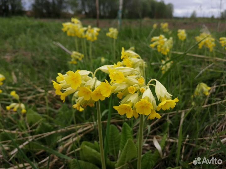 Первоцвет примула. цветы сушёные. 50г