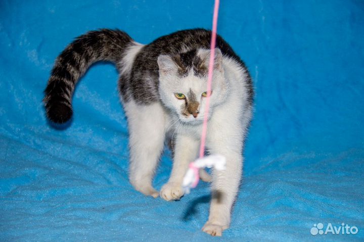 Котик в добрые руки