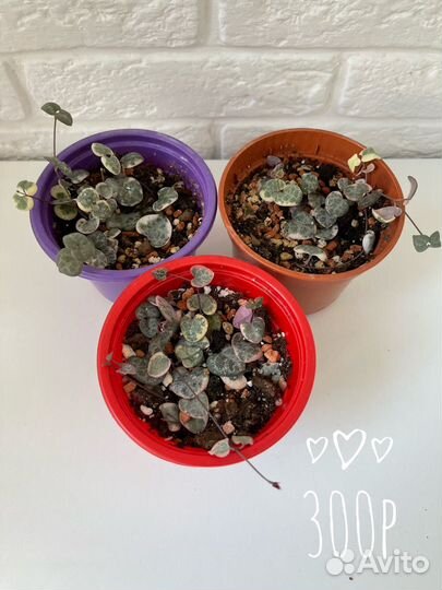 Церопегия Вуда