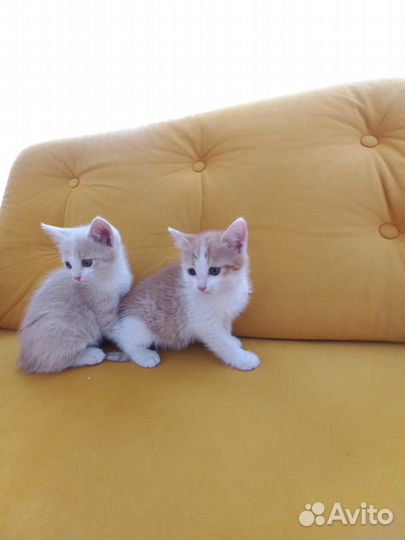 Красивые котики