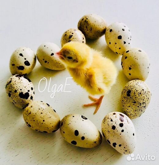 Инкубационное яйцо перепелов