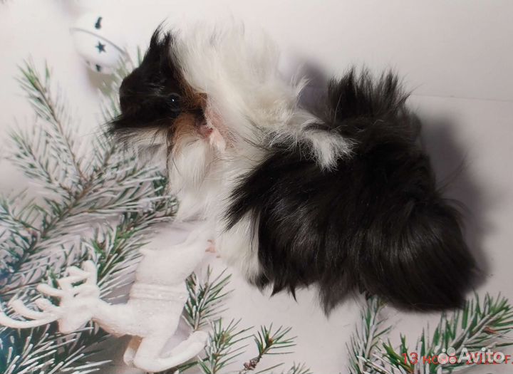 Морские свинки