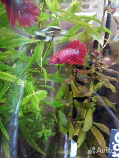 Аквариумные рыбки аквариумы Петушки гуппи