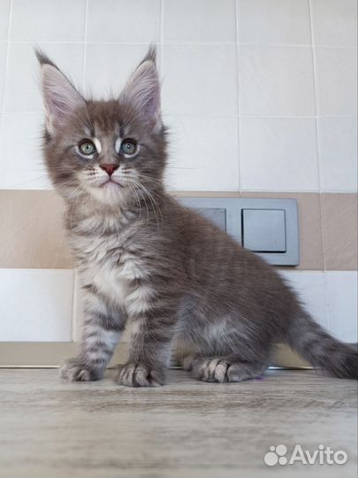 Котëнок Мейн-кун полидакт