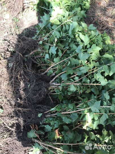 Саженцы черной смородины