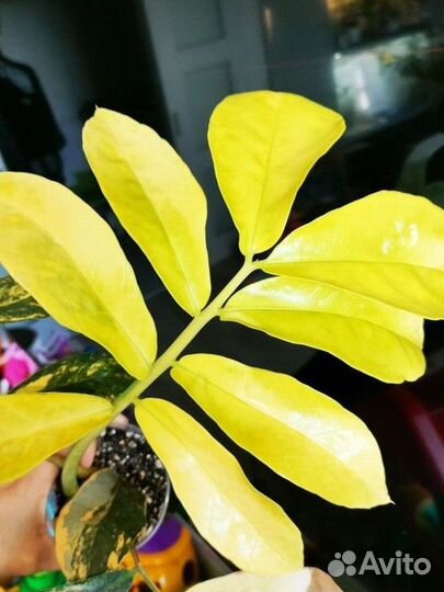 Замиокулькас long лив Лемон вар