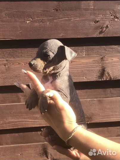 Девочки и мальчики агт