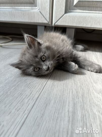 Отдам котенка в добрые руки