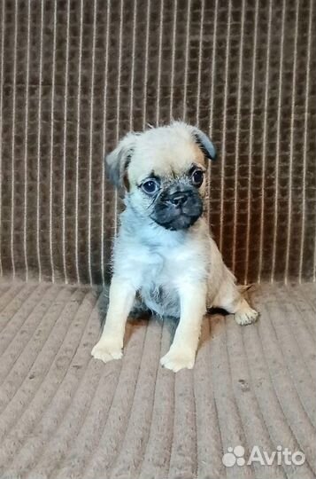 Термопсики. Дети любви