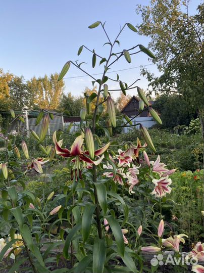 Лилии от-гибриды. Голландия