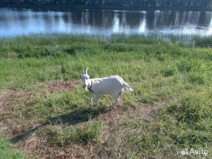 Козы и Козел