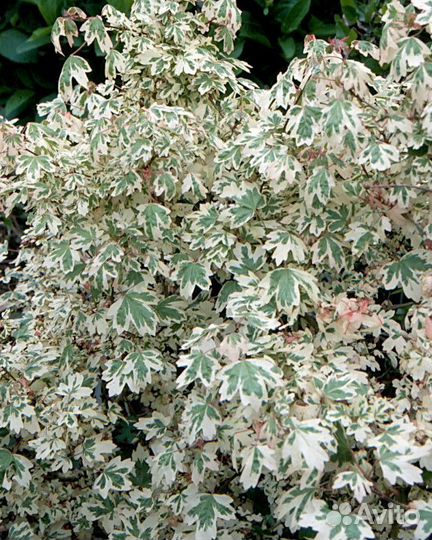 Аcer campestre Сarnаval штамб 120-140см