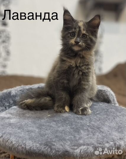 Кошки мейн-кун