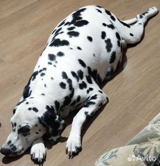 Далматинец щенок