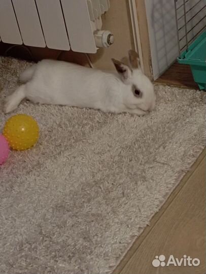 Дикоракативный кролик