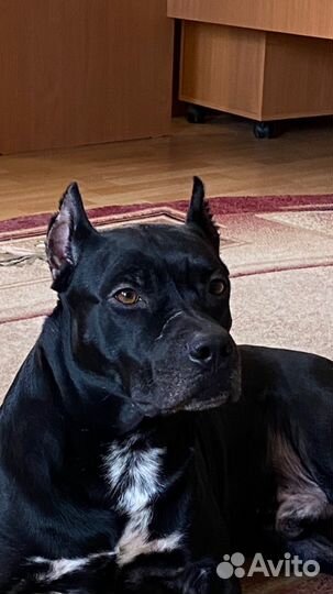 Питбультерьер