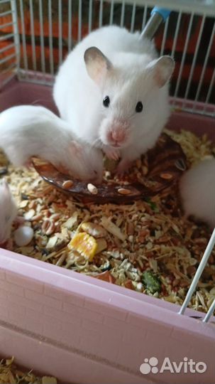 Сирийский хомяк малыш